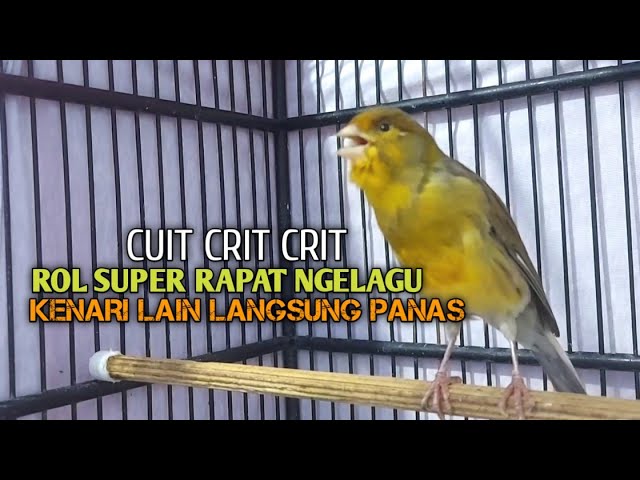 kenari gacor panjang Cuit Cuit EMOSI, Pancingan Kenari Paud Belajar Bunyi, terapi AMPUH Kenari MACET