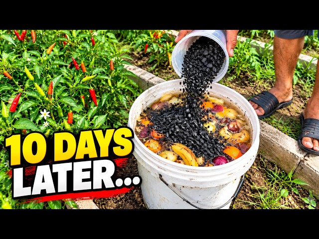 Mix Fruit Peels + Charcoal in a Bucket and See What Happens — Millions of Gardeners Don't Know This!