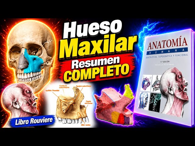 Rouviere Maxillary Bone COMPLETE Summary Head and Neck Anatomy UPPER JAW MADE EASY