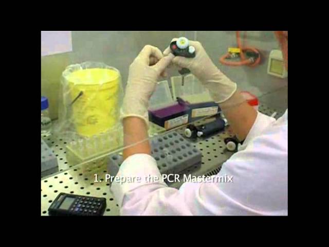 EuResist - Home Made Nested-PCR