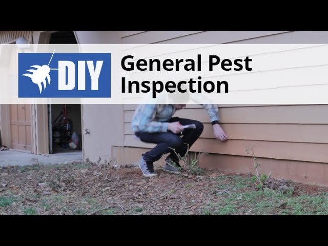 General Pest Inspection