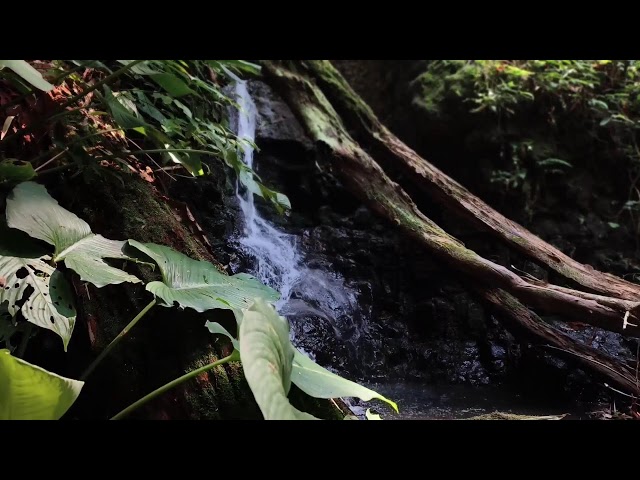 Relaxing Piano Music – Healing Vibes with Water Sounds for Meditation & Rest