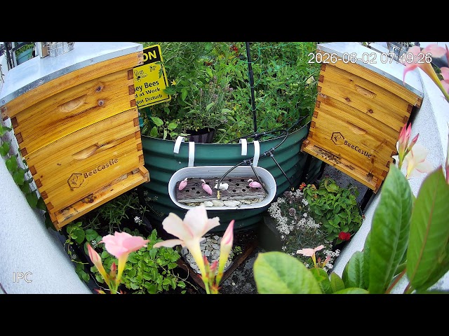 Calm Garden Bee Hives