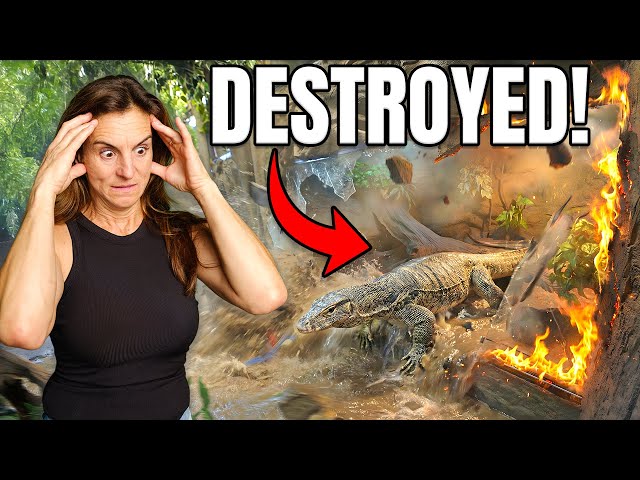 Giant Lizard DESTROYS His ENCLOSURE!!