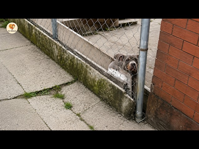 Locked Behind the Fence For Life— One Simple Tail Wag Changed His Life Forever