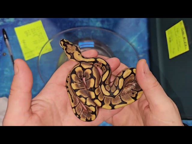 Ball Python Update on Clutch #1 of 2026