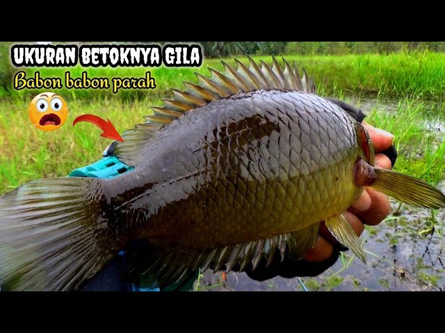 Gila...‼️rata rata hampir babon semua ikan betok di rawa ini #mancingliar 