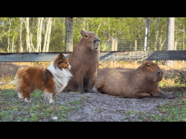 CapyTV - 8 Hours of Capybaras & Friends | Relaxing TV For People and Pets 