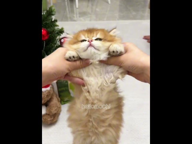 Funny moment of the cat 🥰❤️