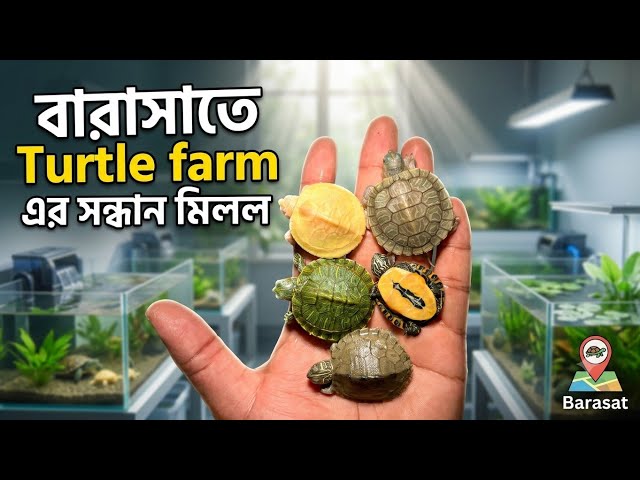 বারাসাতে Turtle ফার্ম এখন আরও কমদামের মধ্যেই😱barasat aquriam turtle seller।turtle farm in kolkata 