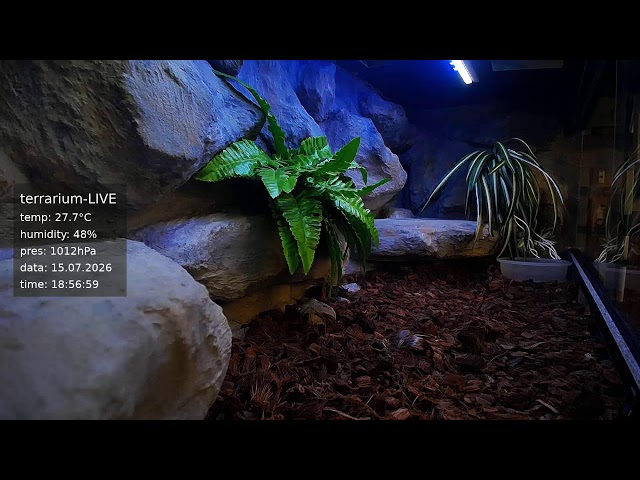 terrarium-LIVE 🔴 15/07/2026 🐍 Ball Python Regius Snake