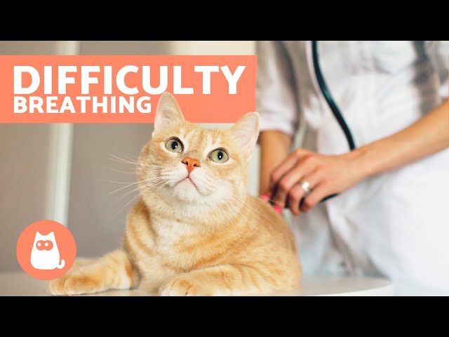 My CAT Has DIFFICULTY BREATHING 🐱 (Causes and Solutions)