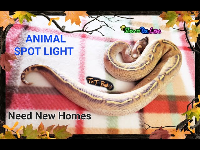 Animal Spot Light UFG #ufg #ballpython #snakes #tntballs