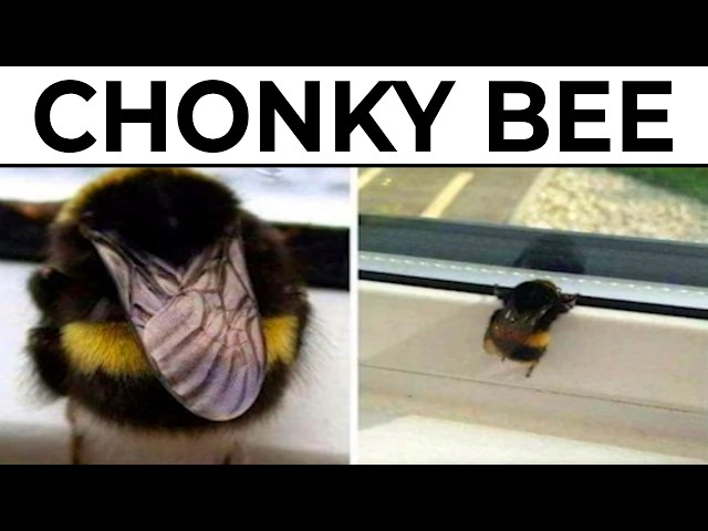 Bug Memes