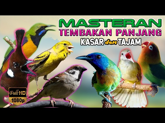 #08 MASTERAN MURAI BATU ROLL SPEED RAPAT ISIAN KASAR BURCIL, FULL TEMBAKAN TAJAM