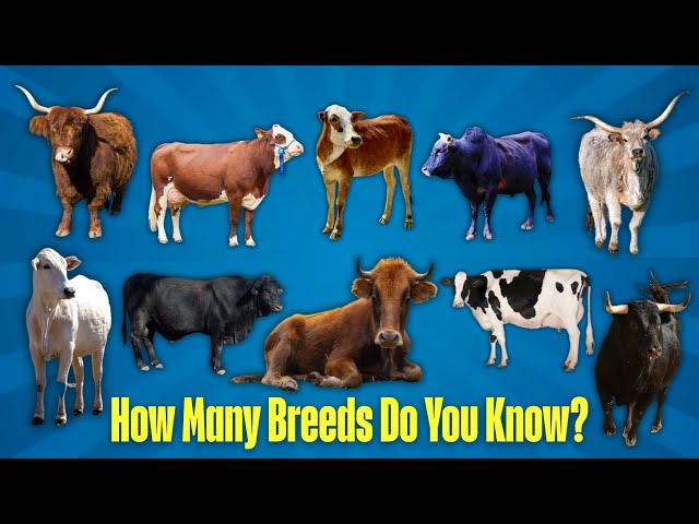 Different Types of Cattle Breeds Every Farmer Should Know