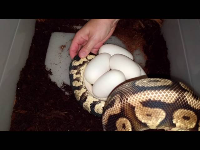 Ball Python Behavior: Removing Eggs