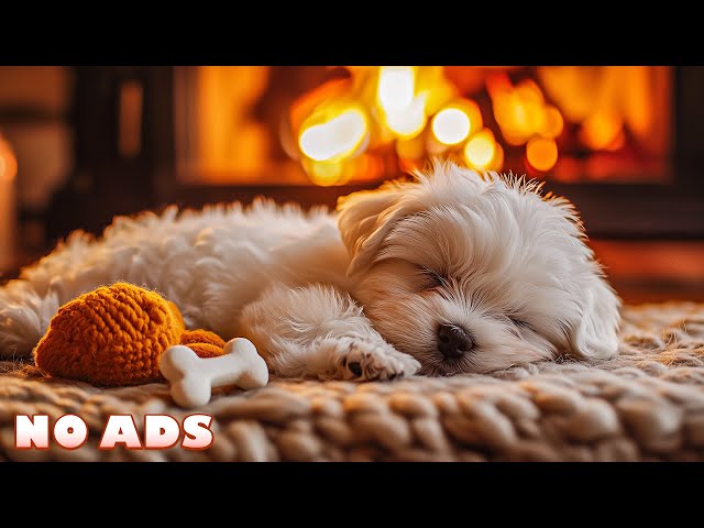 12 Hours of Soothing Dog Music to Ease Separation Anxiety🐕‍🦺Healing Music for Dogs Left Home Alone