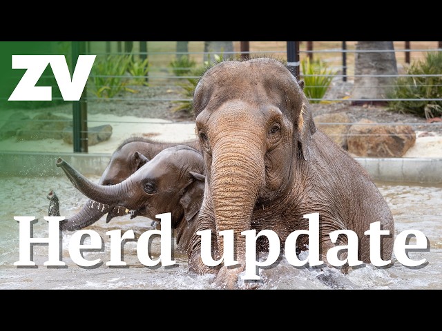 What's new with the Elephant Herd at Werribee?