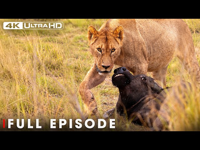 The Most Dangerous Lions of the Serengeti | FULL EPISODE | Wildlife Documentary