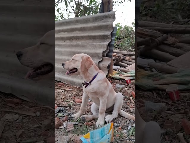 Jimmy the labrador 😆 😳 #jimmy #puppy #labrador #cutedog #shortsvideo