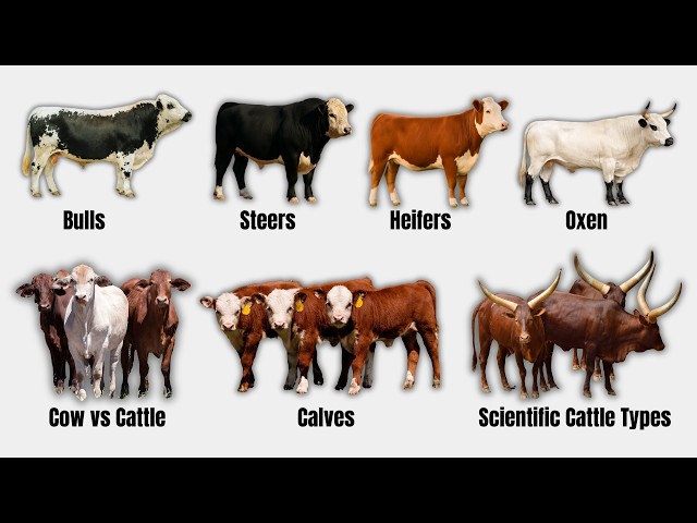 Every Cattle Term Explained In 9 Minutes
