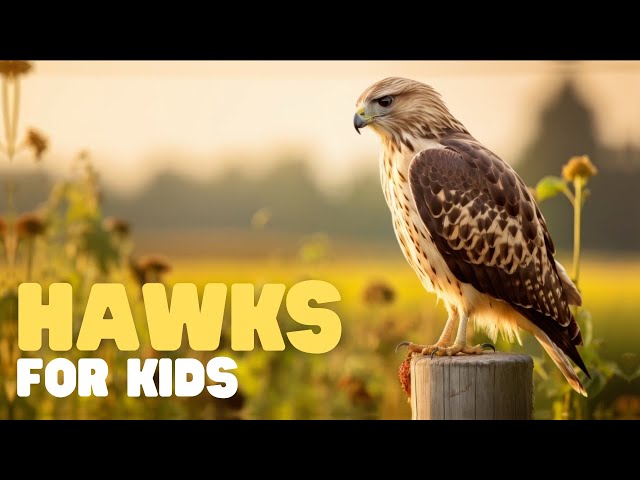 Hawks for Kids | Learn interesting facts about this apex predator