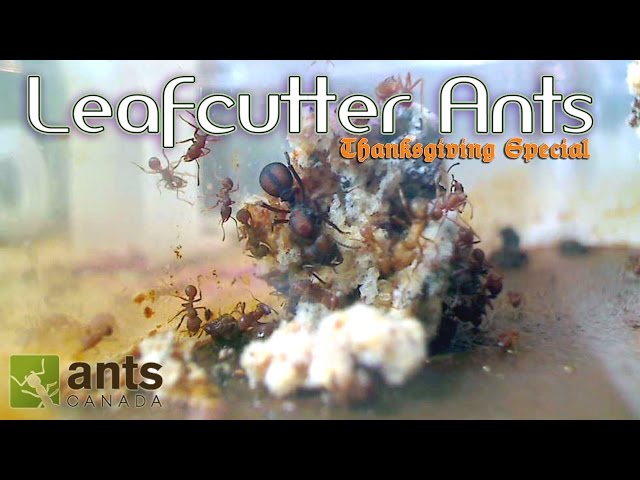 OMG! Leafcutter Ants WILL BLOW YOUR MIND | Thanksgiving Special - Part 1