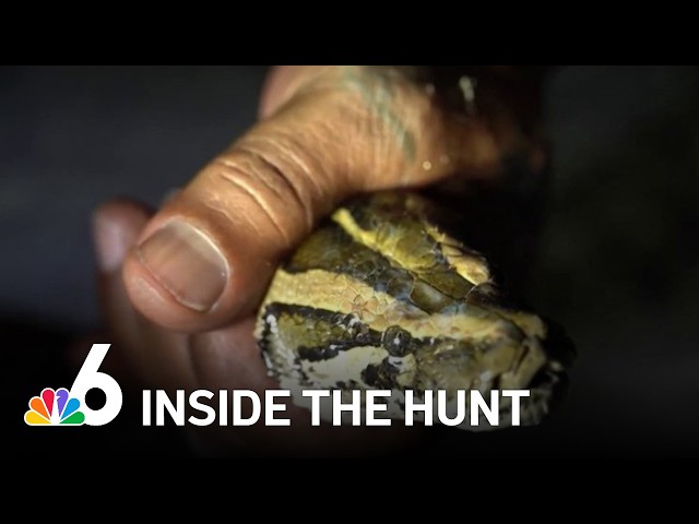 Eight hours. One 7-foot python. Inside an overnight Everglades hunt