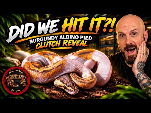 THE CLUTCH IS OUT! Did We Hit Our DREAM Burgundy Albino Pied?!