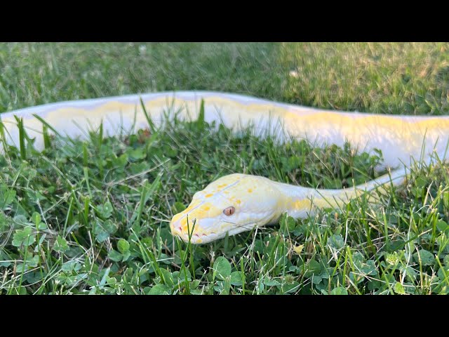 Taking our 10ft reticulated python to church!