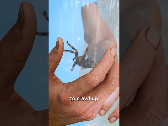 How To Catch A Spider 🤔