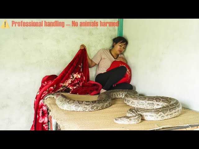 Time lapse: Harvesting over 1000 gourds to sell at the market - a giant python lurking in the farm.