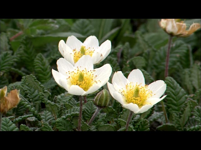 【OP】テレビ北海道（JOHI-DTV）［1080p］［現行］