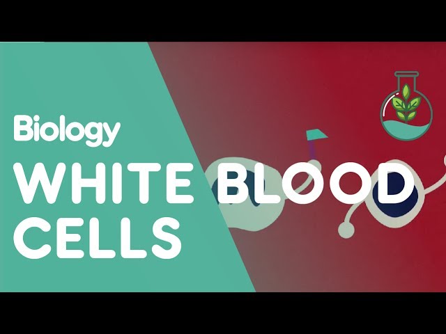 What Are White Blood Cells | Health | Biology | FuseSchool