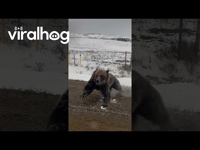 Grizzly Bear With Cubs Charges Truck on Rural Road || ViralHog