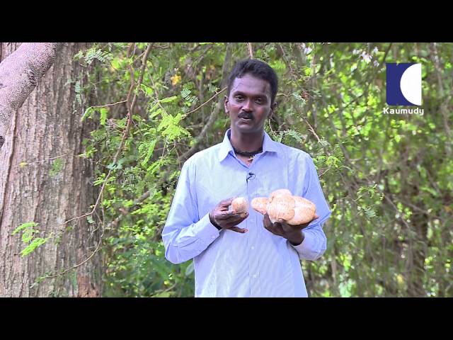 Vava Suresh with Indian Rock Python Snake Eggs | Snake Master Ep 148 2:2  05 05 2016 | Kaumudy TV