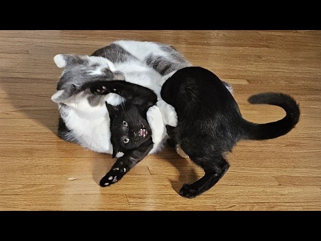 Hilarious Cats Make Fools Out of Everything 🤣 NEW Funny Cat Videos