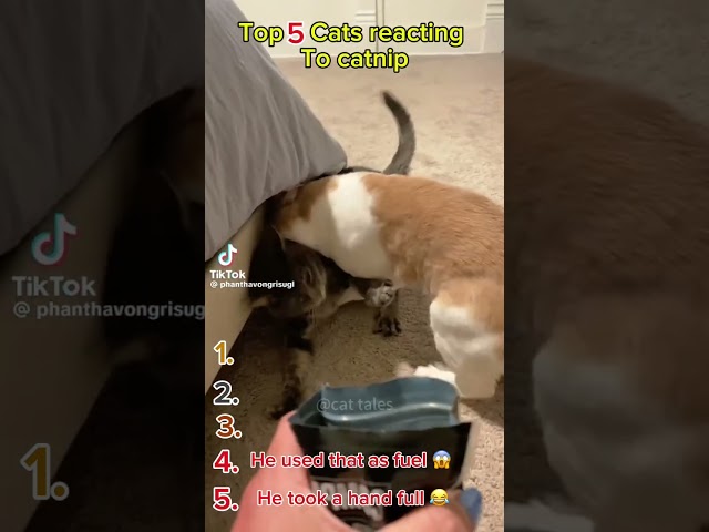 Cats Go CRAZY for Catnip! 😹 Funniest Reactions Ever Caught on Camera