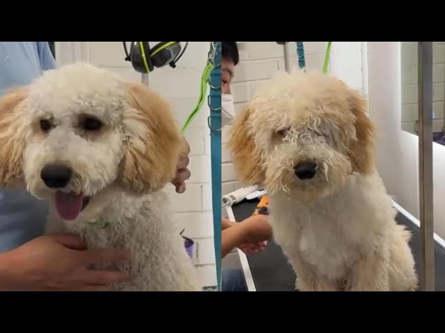 Labdoodle - Sunny is naughty