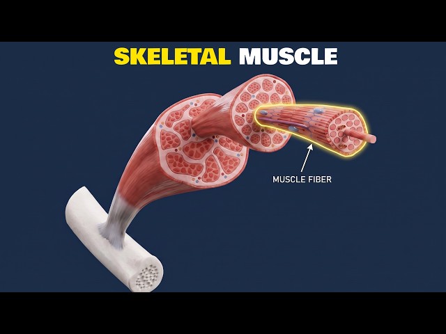 Skeletal Muscle Structure and Function: 3D Animation Explained