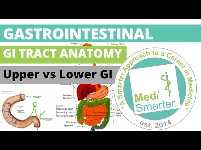 USMLE Step 1 | Gastrointestinal: GI Tract Anatomy: Upper vs Lower GI | MedSmarter