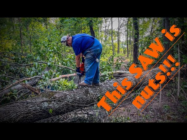 CUTTING the last bit of TIMBER on the Jackson Tract..#230 #stihlchainsaw #stihl  #logging