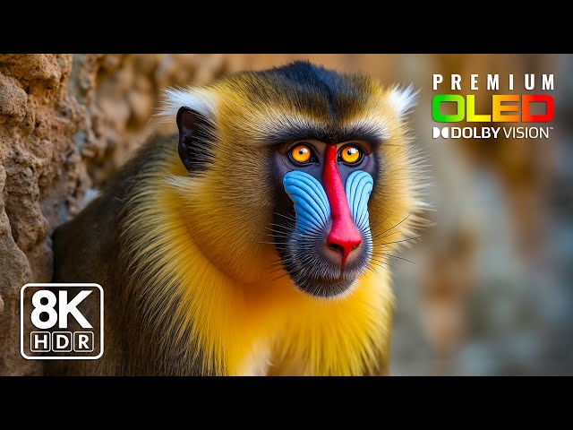 Professional OLED Quality Test | 8K HDR Dolby Vision™