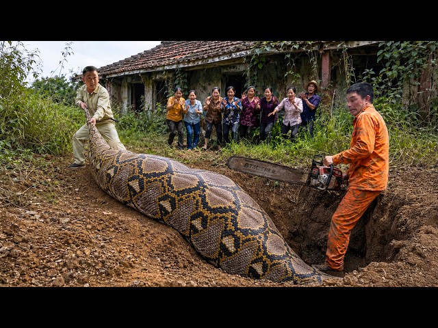 Giant Python Mystery at the Old House | Brave Hunter Uses Chainsaw To Confront GIANT Python