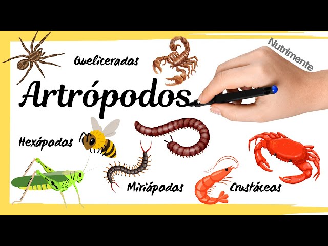 Phylum Arthropoda (Chelicerates, Crustaceans, Insects and Myriapods)
