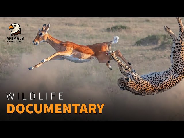 The Unseen Moments Predator vs Prey Showdown | Wildlife Documentary