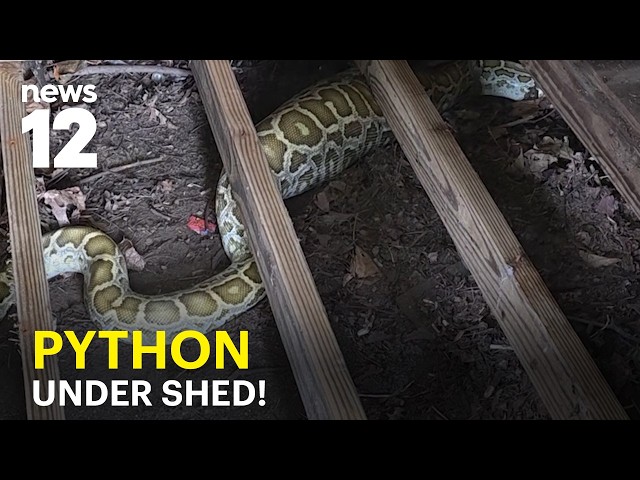 Woman finds 8-foot Burmese python under her shed in NJ