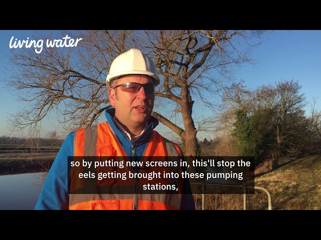 Eel protection screens