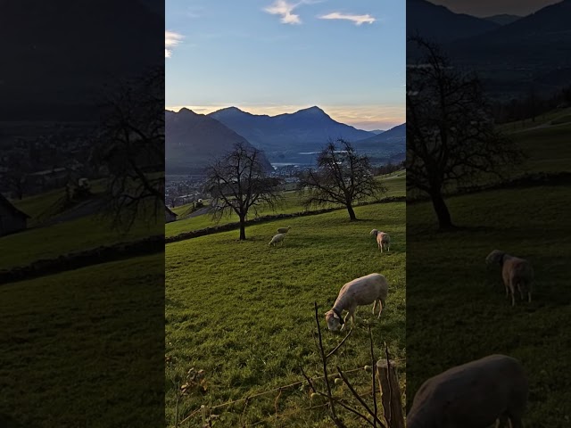 Relaxing Swiss Farm Ambience